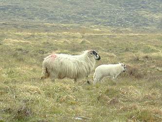 click to enlarge - anklicken zum Vergöern, mit ALT+F4 wieder schliessen
