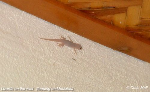 Eidechse an der Wand - Lizard on the wall