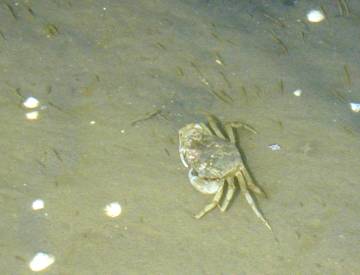 anklicken zum Vergr��ern - click to enlarge